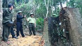 Lâm tặc điều xe độ chế vào rừng “xẻ thịt” gỗ giáng hương quý hiếm