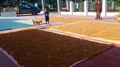 Sau khi Báo SGGP Online phản ánh, những mẻ lúa đầu tiên được người dân xã Ia Khai thu hoạch ở xã Ia Tơi đưa về nhà