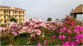 “Rhododendron school” a tourism hit in Lao Cai