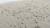 Khuyến cáo người dân hạn chế ăn ốc trôi dạt vào bờ biển