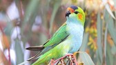 Loài vẹt mũ miện tím của Australia có nguy cơ tuyệt chủng