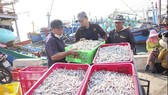 Cá cơm về nhiều, ngư dân Quảng Trị phấn khởi