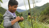 Nỗ lực hoàn thành tuyến lưới dọc đường để đảm bảo an toàn cho người dân và bảo vệ, bảo tồn các cá thể voọc Hà Tĩnh.