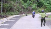 Voọc gáy trắng tấn công người ở Quảng Trị: Di chuyển đàn voọc đến khu vực mới