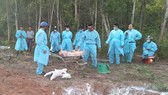 Quảng Trị tiêu hủy đàn heo bị dịch tả heo châu Phi