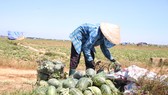 Trồng dưa hấu trên đất lúa mùa khô hạn cho thu nhập cao