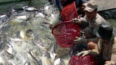 Ứng dụng công nghệ cao gắn với chuỗi giá trị để sản xuất nông nghiệp bền vững