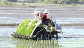 Nhân rộng canh tác lúa thông minh