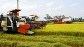 Hậu Giang: Lúa trúng mùa, được giá