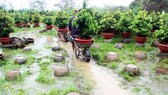 Vựa mai lớn nhất miền Trung đưa mai đi tránh lũ