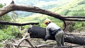 Hiện trường vụ phá rừng ở tiểu khu 235. Ảnh: NGỌC OAI