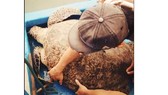 Thả một cá thể rùa xanh nặng 120kg về biển