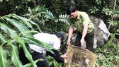 Thả 3 cá thể culi, khỉ mặt đỏ, khỉ mốc về với rừng tự nhiên