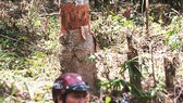 Phục hồi vụ án “tham ô” ở Ban quản lý rừng phòng hộ Sông Hinh