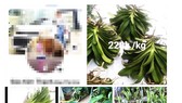 Người phụ nữ bán lan trên Facebook 26,5 tỷ đồng chưa đăng ký thuế