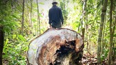 40 cây dầu rái cổ thụ bị “xẻ thịt” ở Quảng Ngãi: Kiểm điểm toàn Hạt Kiểm lâm