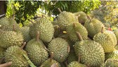 Sầu riêng, bưởi, chanh leo sẽ xuất khẩu sang Trung Quốc