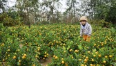 Làng nghề Quảng Nam rộn ràng đón tết