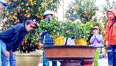 Nhiều cây quất thế đẹp được trưng bày trong ngày hội