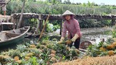 Nỗ lực tiêu thụ khóm chín trong vùng Đồng Tháp Mười