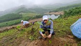 Kỹ sư lâm nghiệp hướng dẫn người Mã Liềng trồng cây gỗ bản địa