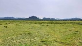 Cánh đồng lúa xã An Ninh, huyện Quảng Ninh, Quảng Bình ngã rạp