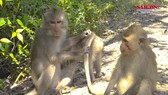 Khám phá du lịch sinh thái Vàm Sát