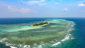 "Hoa biển"- tác giả Vũ Ngọc Hoàng