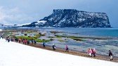 Chạy trên những cánh đồng hoa mùa xuân ở Jeju
