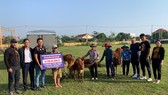 Đoàn của Lý Hoàng Nam tặng bò cho bà con.
