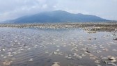 Thousands of tons of clams raised by farmers in Ha Tinh Province were killed, causing huge losses for farmers. (Photo: SGGP)
