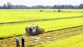 Golden time to promote Vietnamese rice brand