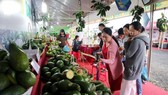 Avocado growing areas increase sharply in the Central Highlands provinces. (Photo: SGGP)
