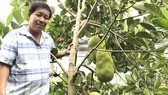 Farmers in Cho Lach District earn high income from sapling production