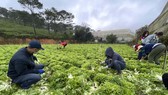 Zero-dong vegetables massively flock to HCMC from Da Lat