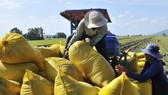 SBV requests banks to ensure capital for temporary stockpiling of paddy