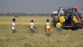 Nguy hiểm khi trẻ em chạy theo máy gặt đập liên hợp bắt chuột
