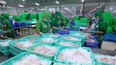 A production line of tra fish (pangasius) for export in Dong Thap province (Photo: VNA)
