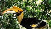 A great hornbill, a rare bird species, is released into the Bach Ma National Park in Thua Thien-Hue province on May 21. (Photo: VNA)