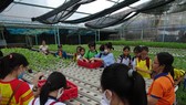 Học sinh hào hứng trải nghiệm trồng rau, chăm sóc thú qua Cuộc thi “Văn hay chữ tốt” do quận Tân Bình tổ chức