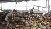 ĐBSCL: Giá dừa khô tăng cao