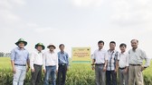 Mô hình "Canh tác lúa thông minh" được triển khai tại 13 tỉnh của ĐBSCL.