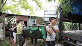 Đưa các cá thể gấu ngựa lên xe để chuyển đến nơi bảo tồn mới.