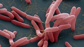Đường lây nhiễm chính của vi khuẩn “ăn thịt người” và cách phòng tránh