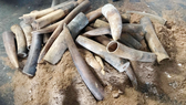 Bạc Liêu: Bắt giữ lô hàng nghi chứa hơn 1 tấn ngà voi