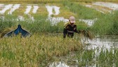 Hơn 1.400 ha lúa hè thu ở Cà Mau bị mất trắng