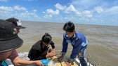 Cà Mau: Thả cá thể vích “khủng” nuôi nhốt về môi trường tự nhiên