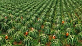 Bình Thuận đang là vùng trồng chuyên canh cây thanh long lớn nhất cả nước