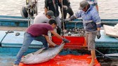 Việt Nam hành động để loại bỏ khai thác hải sản bất hợp pháp
