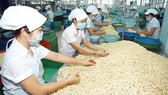 Khẩn trương tháo gỡ vụ nhiều doanh nghiệp xuất khẩu điều có nguy cơ mất hàng trăm triệu USD